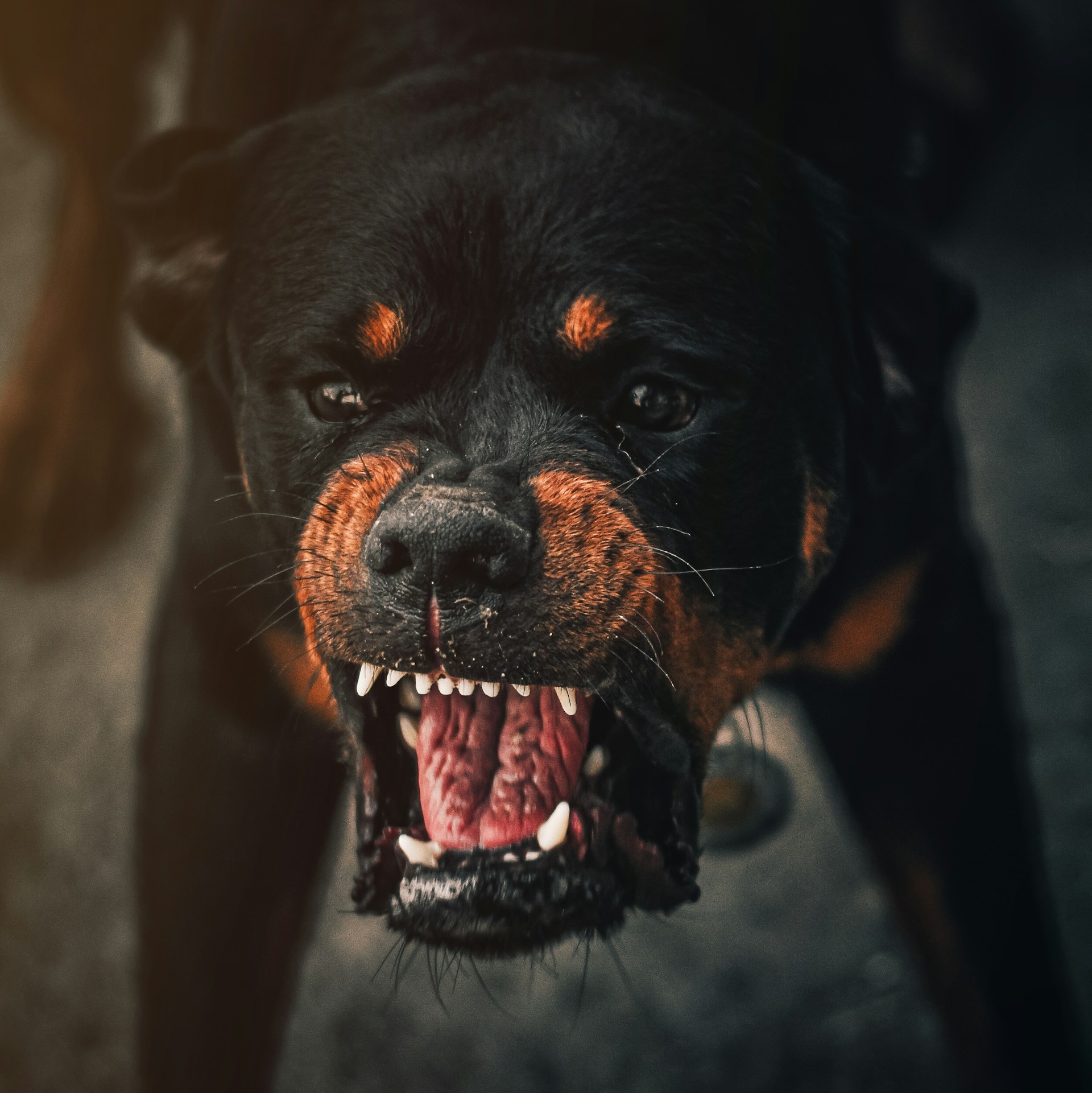 perro enseñando los dientes