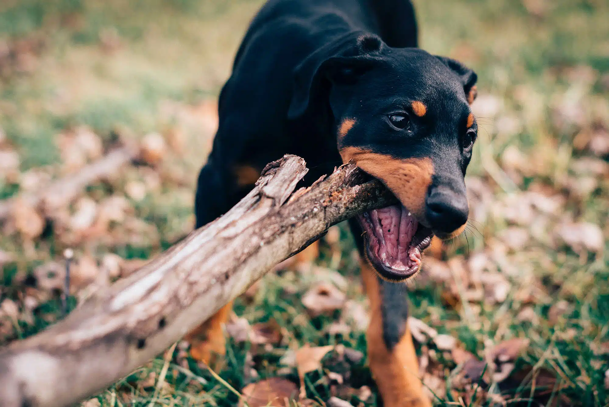 perro agarrando palo