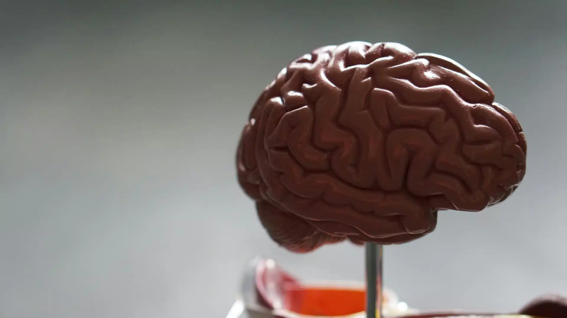 model of brain