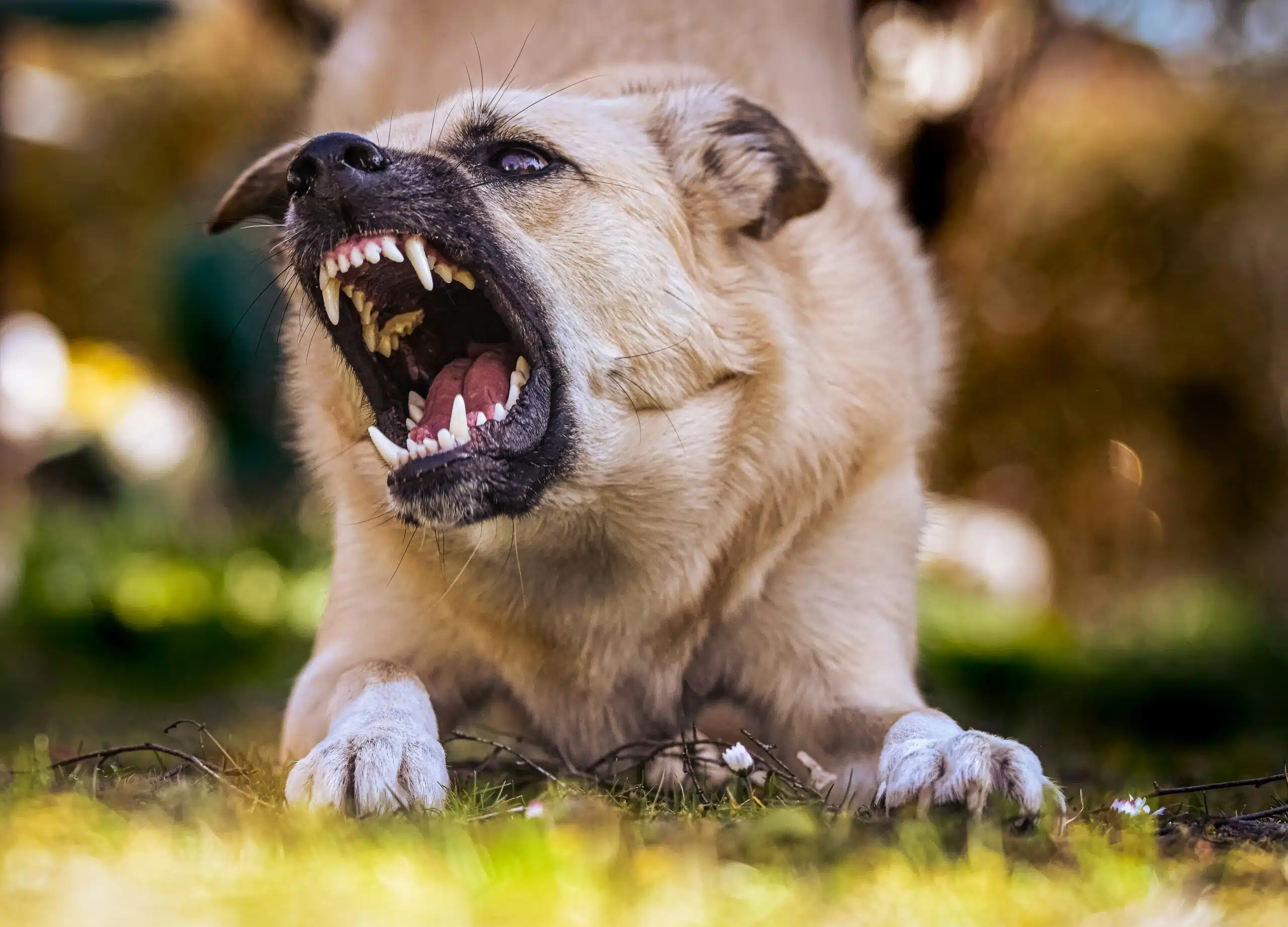 perro agresivo