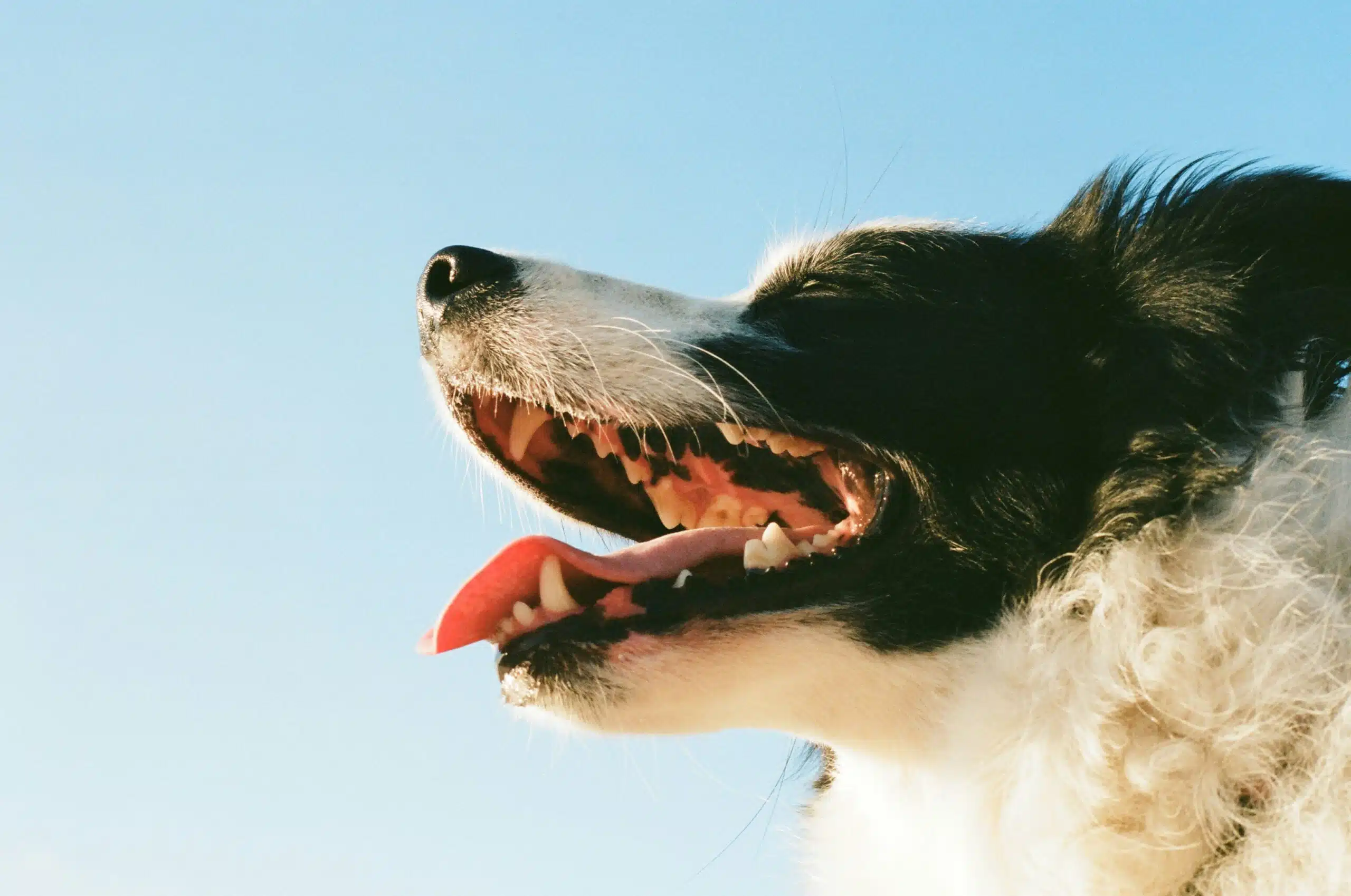 perro con la boca abierta