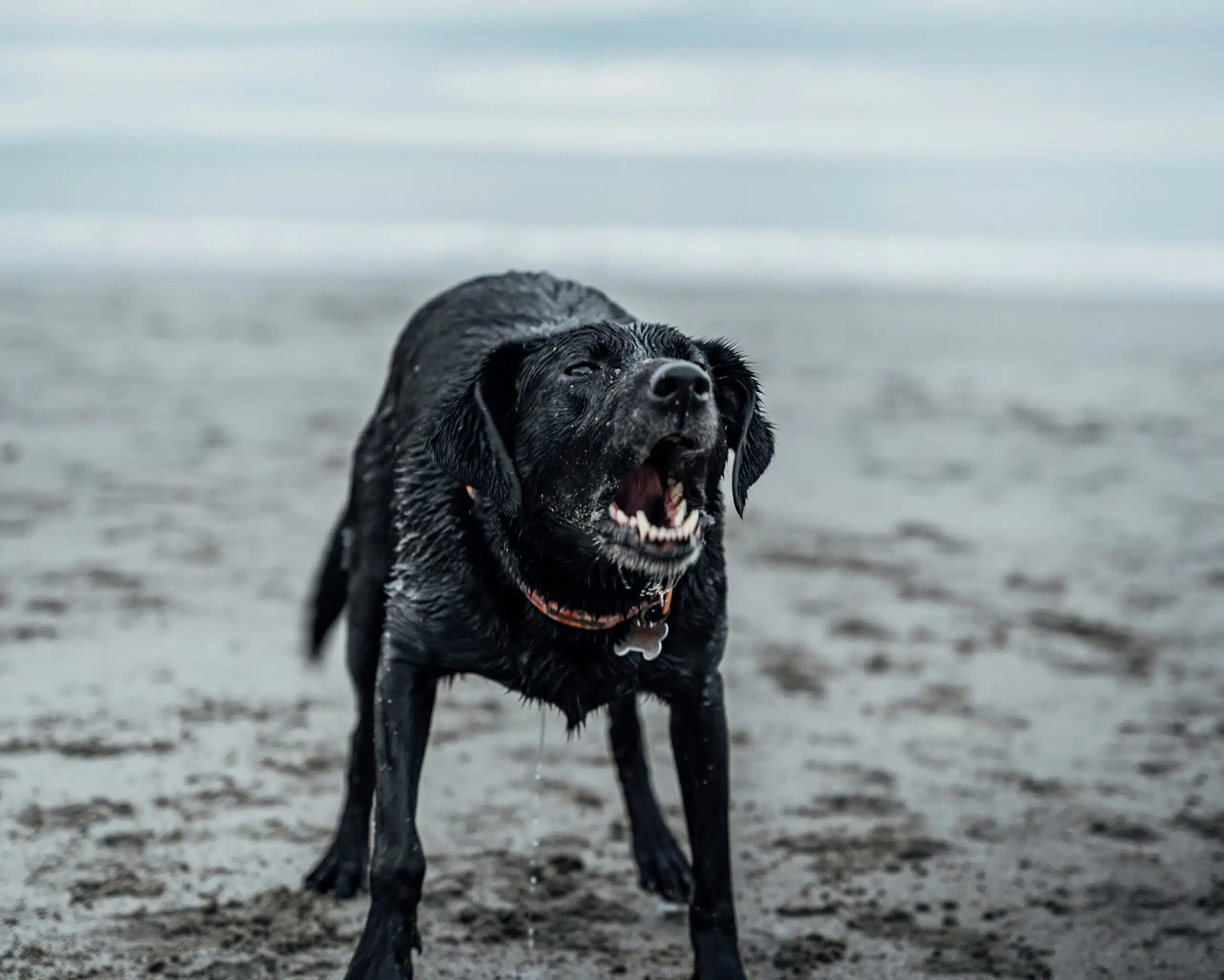 Un labrador negro mojado que ladra en una playa, mostrando los dientes y de pie sobre la arena mojada cerca de la orilla.